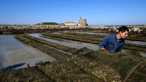 Les huîtres de Saint-Vaast-la-Hougue (Cotentin)
