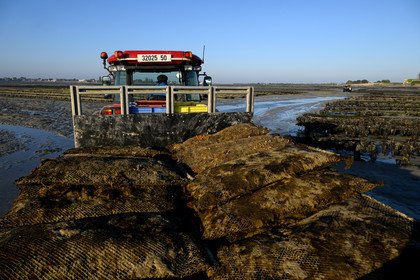Les huîtres de Saint-Vaast-la-Hougue (Cotentin)