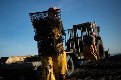 Les parcs à huîtres de Saint-Vaast-la-Hougue (Cotentin)