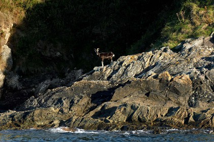 Cette petite baie se situe entre Landemer et le port d'Omonville-la-Rogue (Manche) sur le sentier des Douaniers.