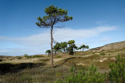 Les dunes de Biville couvrent plus de 700 hectares du littoral de la Hague (Manche), entre le cap de Flamanville et les falaises d’Herqueville. Elles constituent un massif naturel exceptionnel, tant par la qualité de ses paysages que sa richesse botanique.