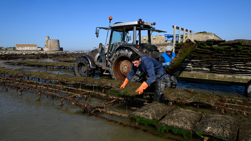Les huîtres de Saint-Vaast-la-Hougue (Cotentin)
