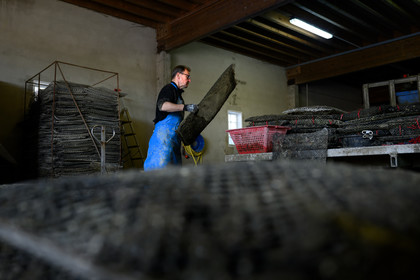 Les huîtres de Saint-Vaast-la-Hougue (Cotentin)