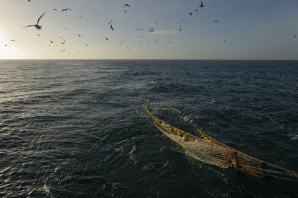 Ce reportage a été réalisé en janvier 2014 à bord du chalutier Marie-Catherine, appartenant à la SARL Armement Cherbourgeois créé en 1999 par Sophie et David LEROY. Cette marée de 7 jours fût assez mouvementée d'une part par la météo très capricieuse, mais également par la difficulté de réaliser les prises de vues. Une sélection de 20 photographies a été présentée lors de la 4ème édition du Festival photo L'Homme et la Mer au Guilvinec (Bretagne) en 2014, ainsi qu'au Musée de Tatihou 'Avis de grand frais (Manche) http:  www.armement-cherbourgeois.fr 