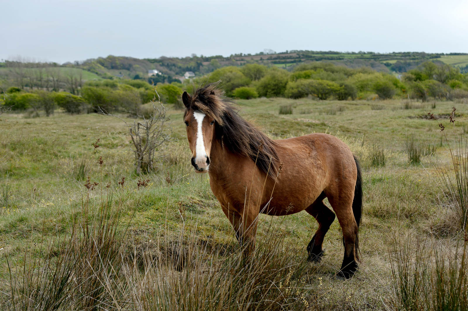 Les dunes de Biville couvrent plus de 700 hectares du littoral de la Hague (Manche), entre le cap de Flamanville et les falaises d’Herqueville. Elles constituent un massif naturel exceptionnel, tant par la qualité de ses paysages que sa richesse botanique.