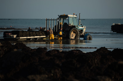 Les parcs à huîtres de Saint-Vaast-la-Hougue (Cotentin)