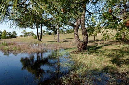 Les dunes de Biville couvrent plus de 700 hectares du littoral de la Hague (Manche), entre le cap de Flamanville et les falaises d’Herqueville. Elles constituent un massif naturel exceptionnel, tant par la qualité de ses paysages que sa richesse botanique.