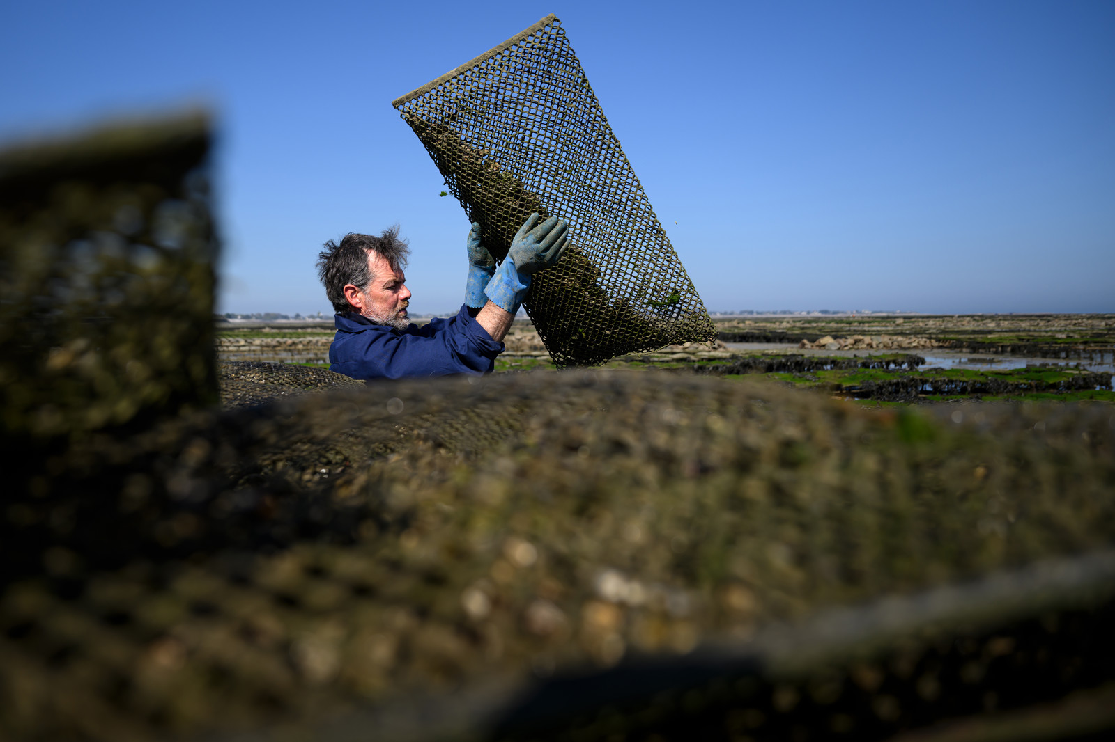 Les huîtres de Saint-Vaast-la-Hougue (Cotentin)