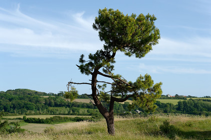 Les dunes de Biville couvrent plus de 700 hectares du littoral de la Hague (Manche), entre le cap de Flamanville et les falaises d’Herqueville. Elles constituent un massif naturel exceptionnel, tant par la qualité de ses paysages que sa richesse botanique.