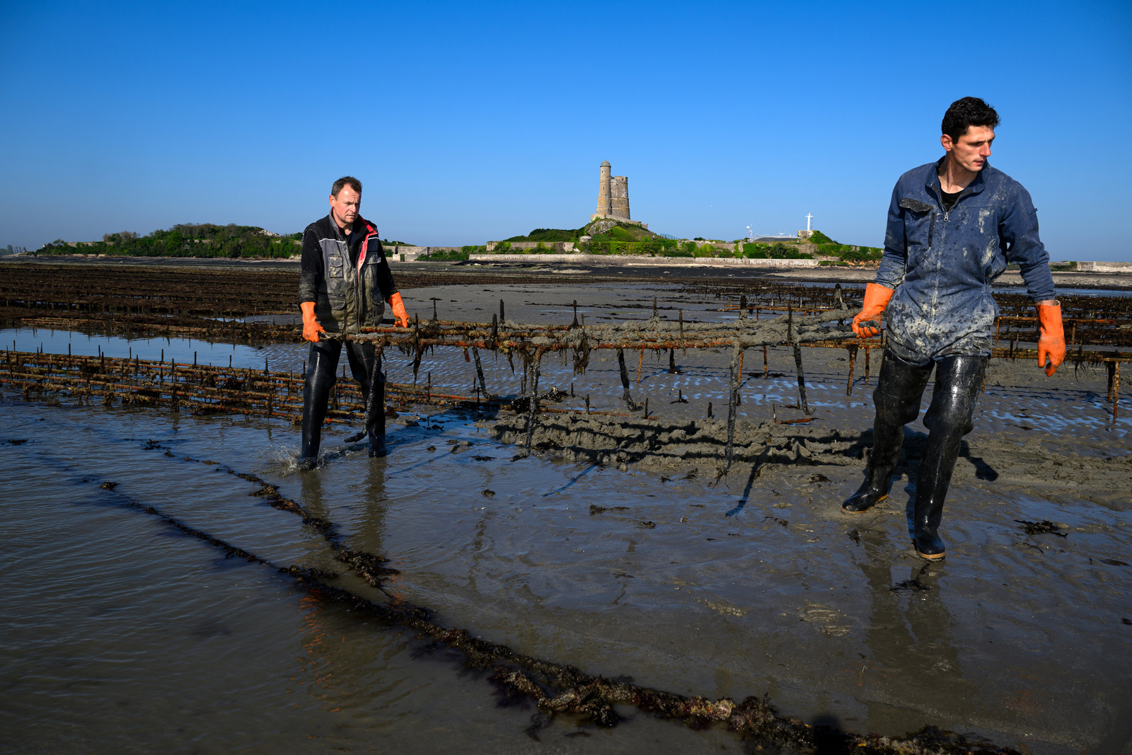 Les huîtres de Saint-Vaast-la-Hougue (Cotentin)