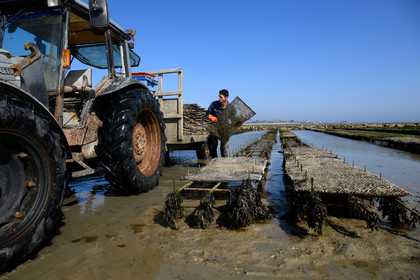 Les huîtres de Saint-Vaast-la-Hougue (Cotentin)