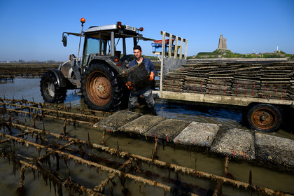 Les huîtres de Saint-Vaast-la-Hougue (Cotentin)