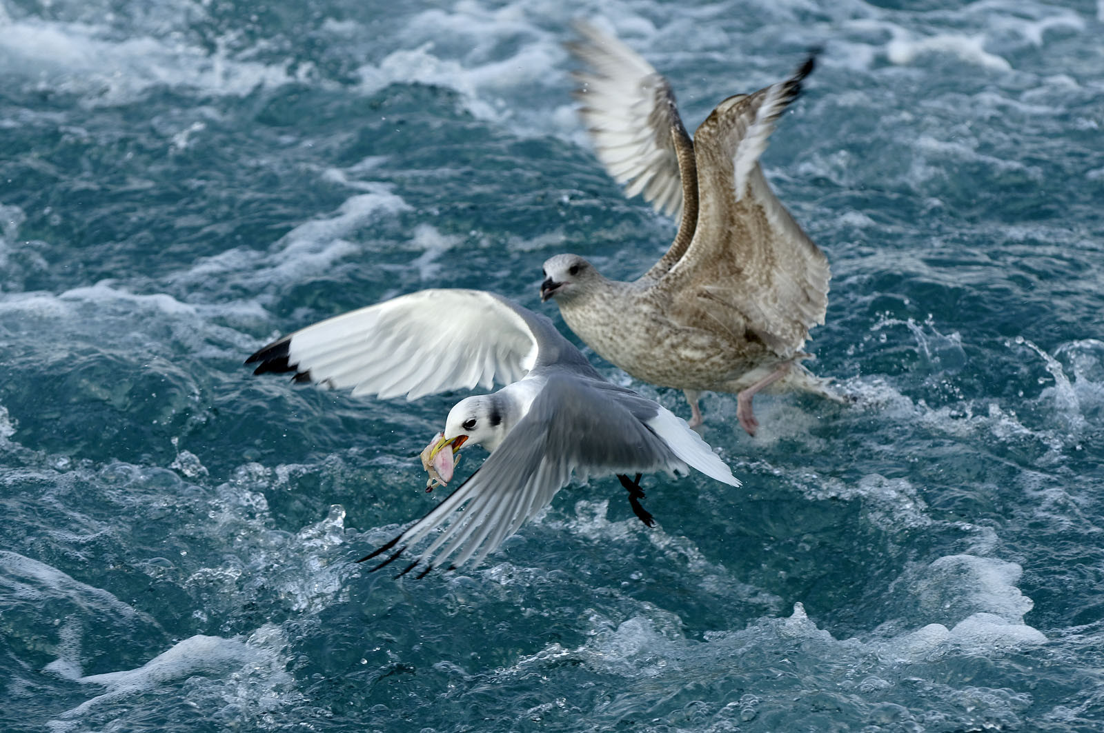 Ce reportage a été réalisé en janvier 2014 à bord du chalutier Marie-Catherine, appartenant à la SARL Armement Cherbourgeois créé en 1999 par Sophie et David LEROY. Cette marée de 7 jours fût assez mouvementée d'une part par la météo très capricieuse, mais également par la difficulté de réaliser les prises de vues. Une sélection de 20 photographies a été présentée lors de la 4ème édition du Festival photo L'Homme et la Mer au Guilvinec (Bretagne) en 2014, ainsi qu'au Musée de Tatihou 'Avis de grand frais (Manche) http:  www.armement-cherbourgeois.fr 