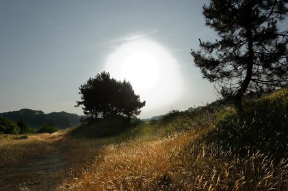 Les dunes de Biville couvrent plus de 700 hectares du littoral de la Hague (Manche), entre le cap de Flamanville et les falaises d’Herqueville. Elles constituent un massif naturel exceptionnel, tant par la qualité de ses paysages que sa richesse botanique.