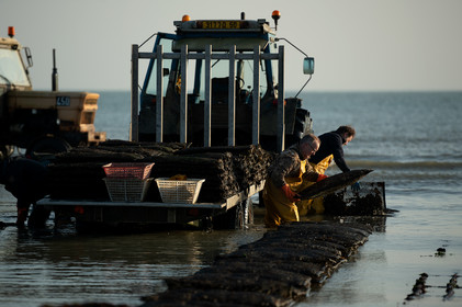 Les parcs à huîtres de Saint-Vaast-la-Hougue (Cotentin)