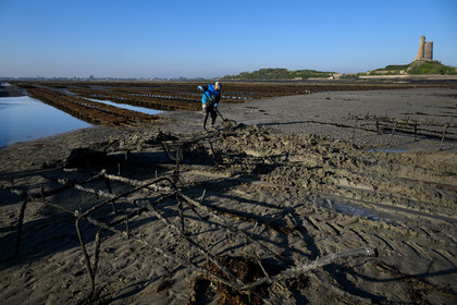 Les huîtres de Saint-Vaast-la-Hougue (Cotentin)