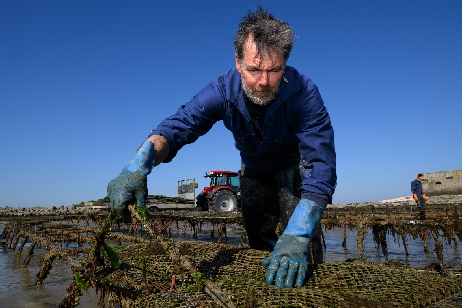 Les huîtres de Saint-Vaast-la-Hougue (Cotentin)