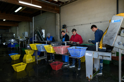 Les huîtres de Saint-Vaast-la-Hougue (Cotentin)