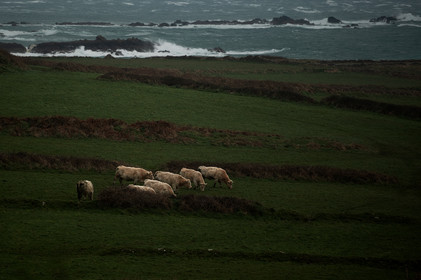 La Presqu'île du Cotentin
