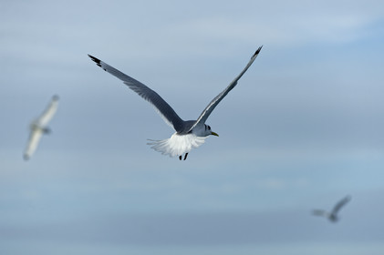Ce reportage a été réalisé en janvier 2014 à bord du chalutier Marie-Catherine, appartenant à la SARL Armement Cherbourgeois créé en 1999 par Sophie et David LEROY. Cette marée de 7 jours fût assez mouvementée d'une part par la météo très capricieuse, mais également par la difficulté de réaliser les prises de vues. Une sélection de 20 photographies a été présentée lors de la 4ème édition du Festival photo L'Homme et la Mer au Guilvinec (Bretagne) en 2014, ainsi qu'au Musée de Tatihou 'Avis de grand frais (Manche) http:  www.armement-cherbourgeois.fr 