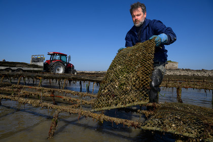 Les huîtres de Saint-Vaast-la-Hougue (Cotentin)