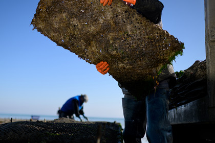 Les huîtres de Saint-Vaast-la-Hougue (Cotentin)