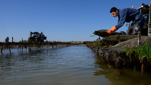 Les huîtres de Saint-Vaast-la-Hougue (Cotentin)