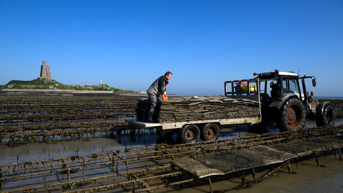 Les huîtres de Saint-Vaast-la-Hougue (Cotentin)