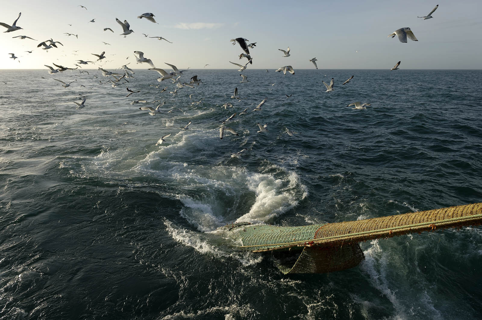 Ce reportage a été réalisé en janvier 2014 à bord du chalutier Marie-Catherine, appartenant à la SARL Armement Cherbourgeois créé en 1999 par Sophie et David LEROY. Cette marée de 7 jours fût assez mouvementée d'une part par la météo très capricieuse, mais également par la difficulté de réaliser les prises de vues. Une sélection de 20 photographies a été présentée lors de la 4ème édition du Festival photo L'Homme et la Mer au Guilvinec (Bretagne) en 2014, ainsi qu'au Musée de Tatihou 'Avis de grand frais (Manche) http:  www.armement-cherbourgeois.fr 