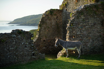 La ferme de la Cotentine est une ancienne exploitation agricole de la Manche, située à Omonville-la-Rogue.Abandonnée, et menacée de ruine, elle est achetée en 1991 par le Conservatoire du littoral, qui entreprend une opération de sauvegarde. En liaison avec la Communauté de communes de la Hague et le Syndicat mixte des espaces littoraux de la Manche (Symel), des chantiers bénévoles de réhabilitation sont organisés, qui permettent de mettre les murs en sécurité et de de commencer à mettre en valeur l'ensemble bâti.La baie de Quervière se situe entre Landemer et le port d'Omonville-la-Rogue (Manche) sur le sentier des Douaniers.