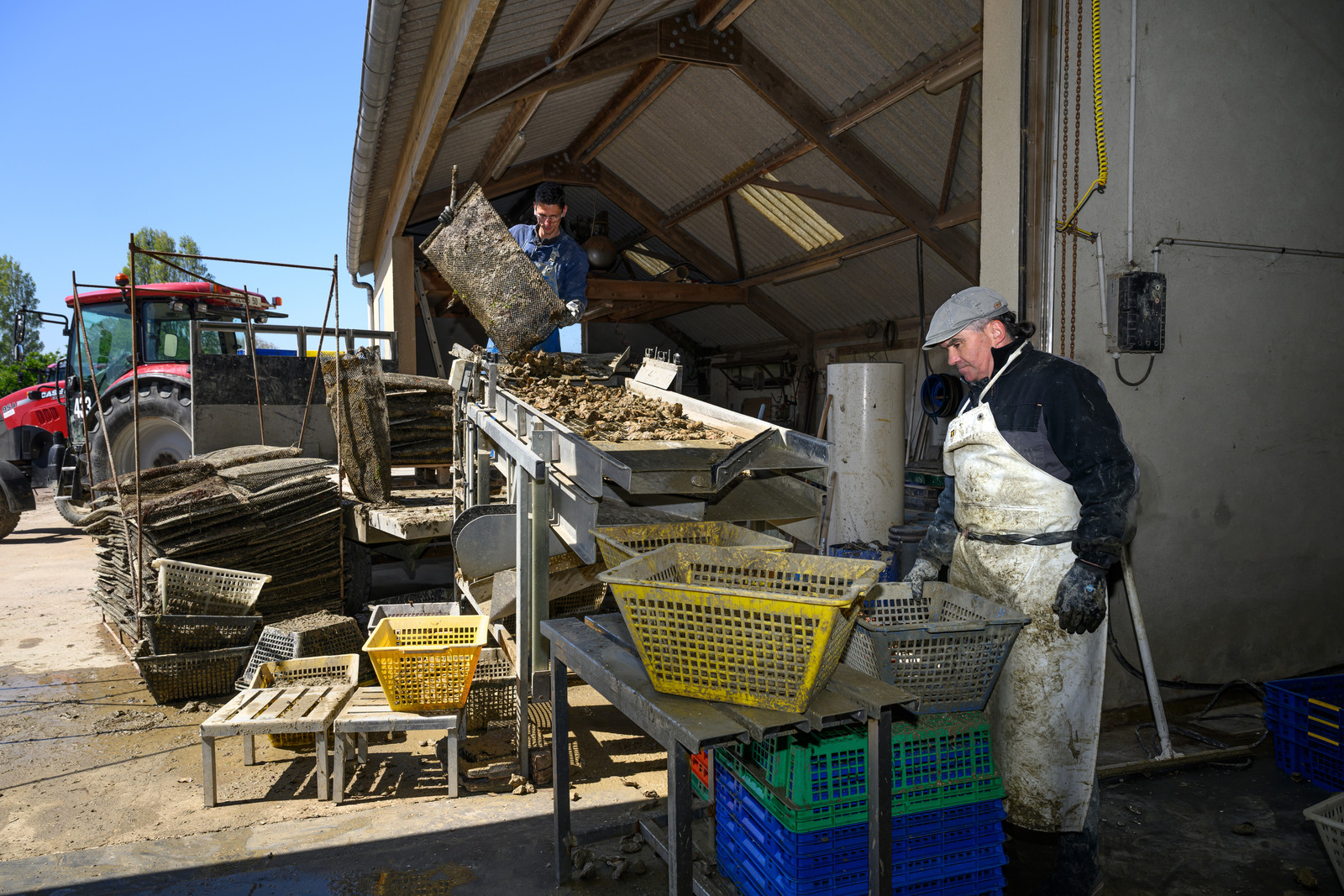 Les huîtres de Saint-Vaast-la-Hougue (Cotentin)