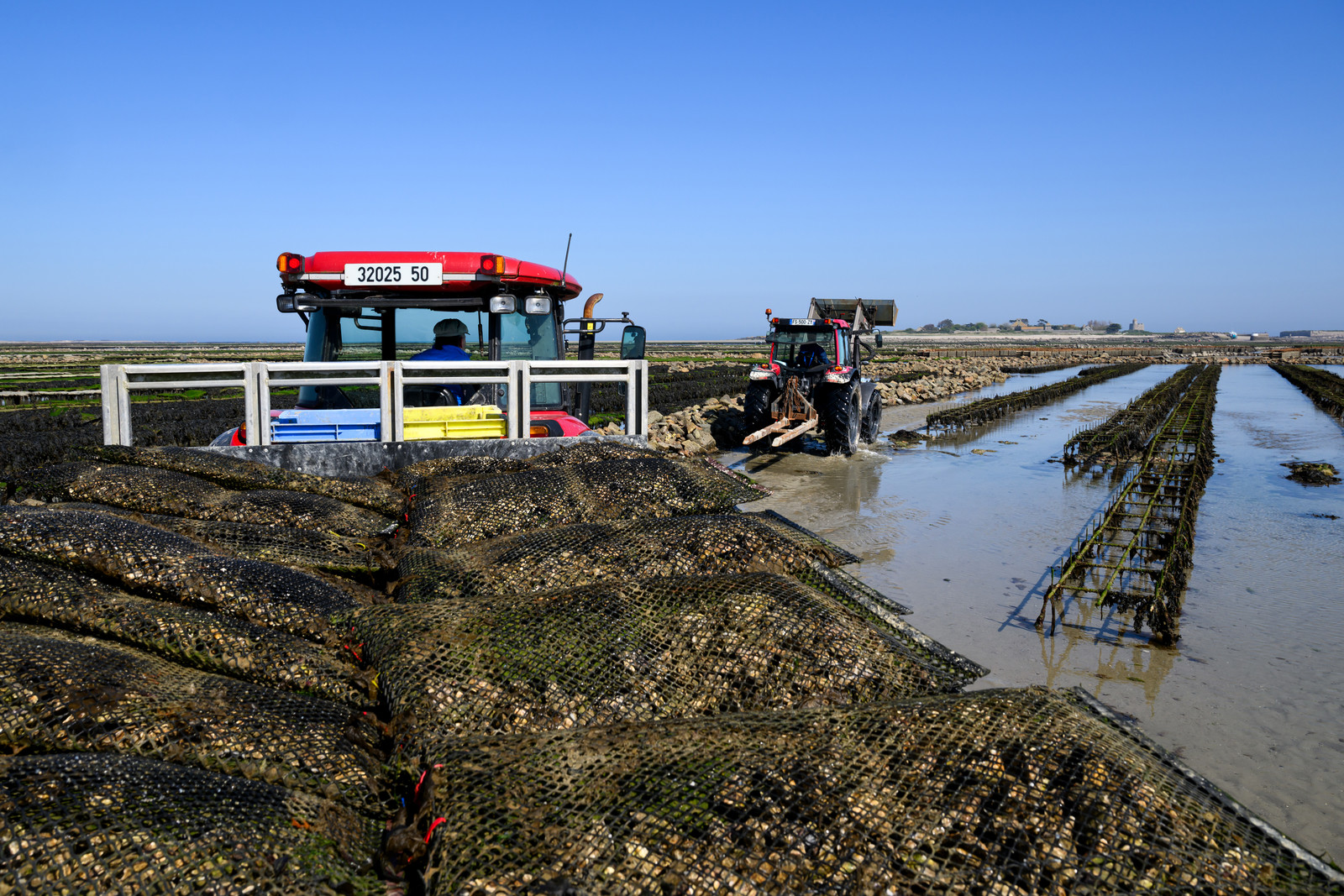 Les huîtres de Saint-Vaast-la-Hougue (Cotentin)