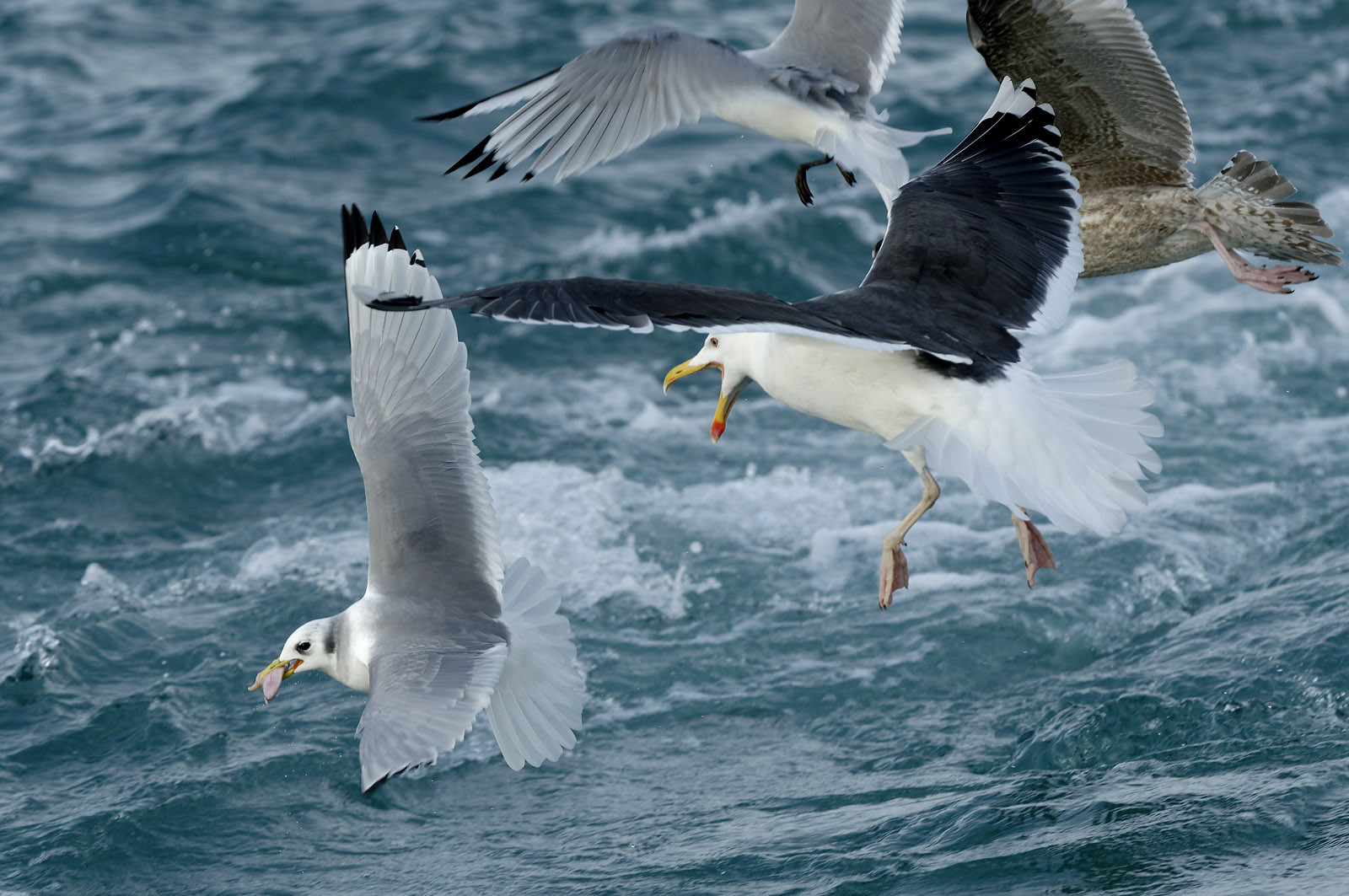 Ce reportage a été réalisé en janvier 2014 à bord du chalutier Marie-Catherine, appartenant à la SARL Armement Cherbourgeois créé en 1999 par Sophie et David LEROY. Cette marée de 7 jours fût assez mouvementée d'une part par la météo très capricieuse, mais également par la difficulté de réaliser les prises de vues. Une sélection de 20 photographies a été présentée lors de la 4ème édition du Festival photo L'Homme et la Mer au Guilvinec (Bretagne) en 2014, ainsi qu'au Musée de Tatihou 'Avis de grand frais (Manche) http:  www.armement-cherbourgeois.fr 