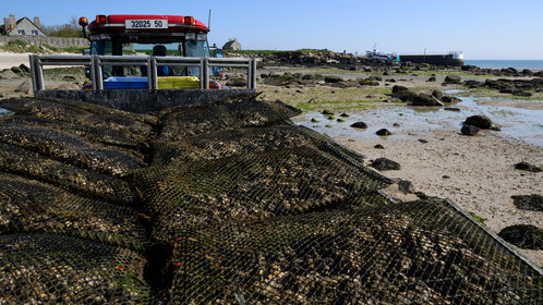 Les huîtres de Saint-Vaast-la-Hougue (Cotentin)