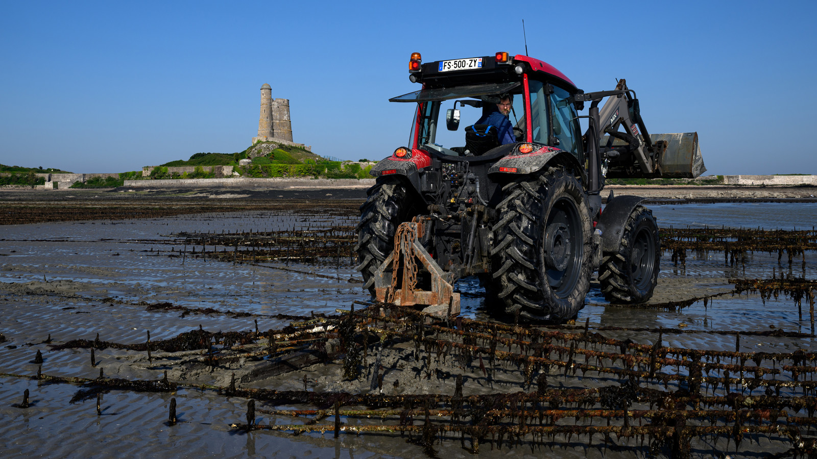 Les huîtres de Saint-Vaast-la-Hougue (Cotentin)