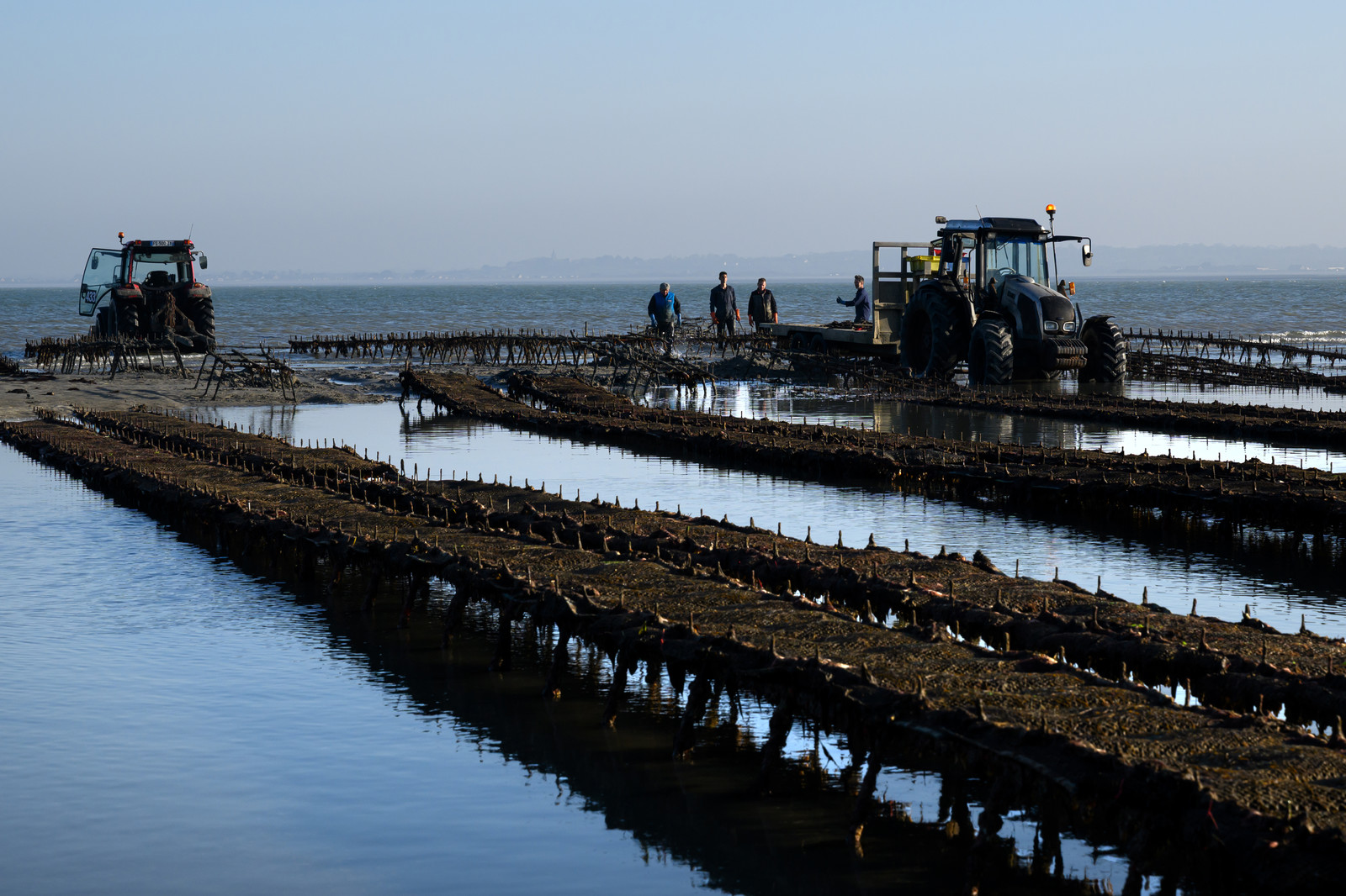 Les huîtres de Saint-Vaast-la-Hougue (Cotentin)