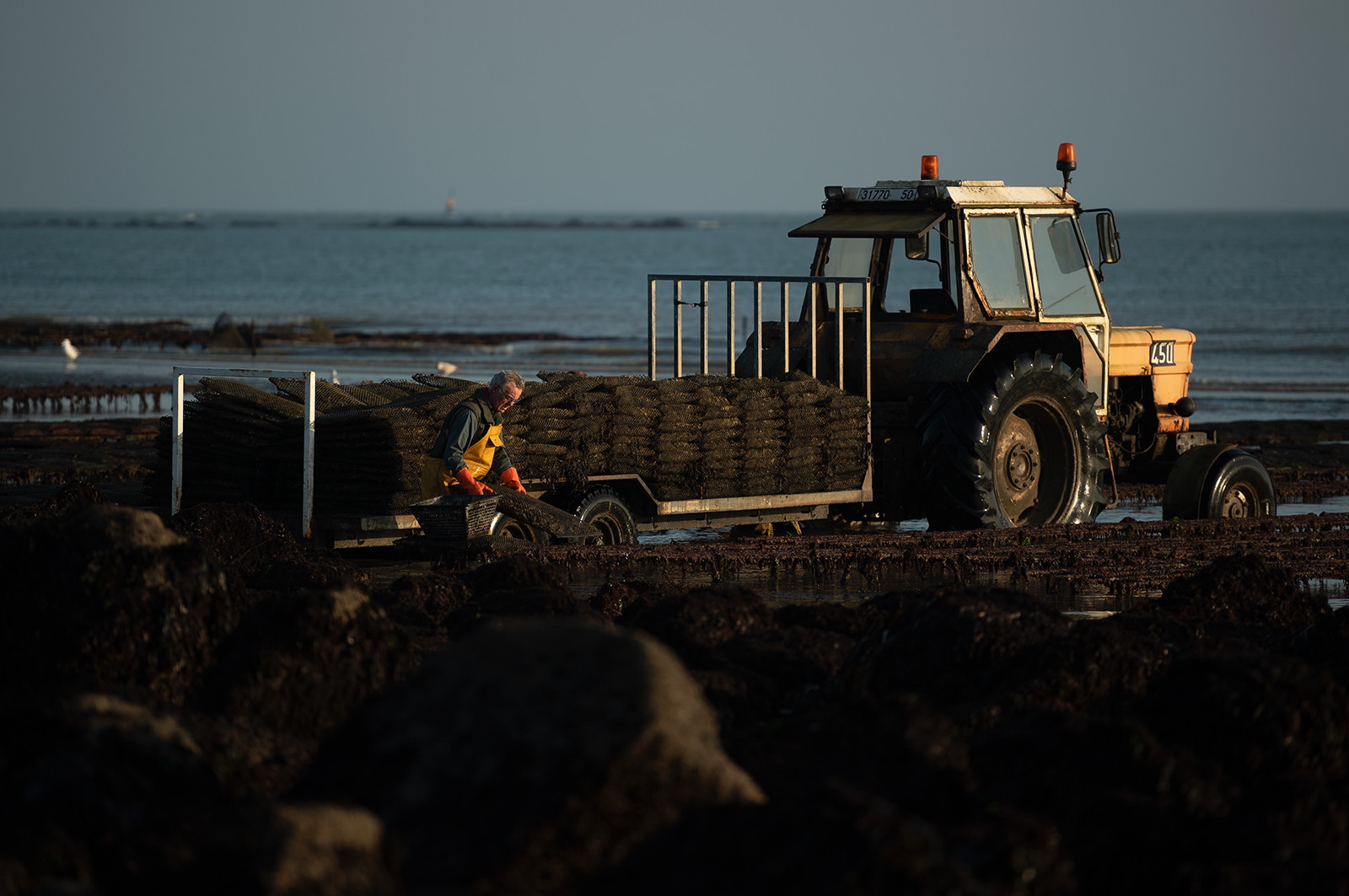 Les parcs à huîtres de Saint-Vaast-la-Hougue (Cotentin)