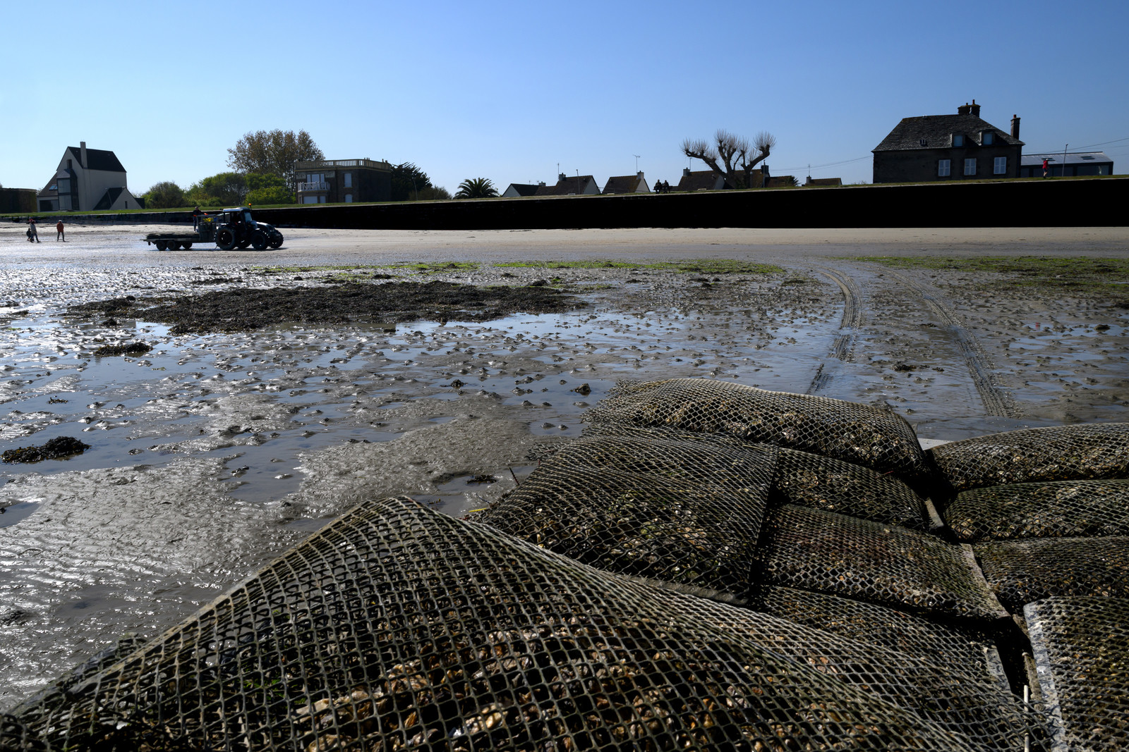 Les huîtres de Saint-Vaast-la-Hougue (Cotentin)