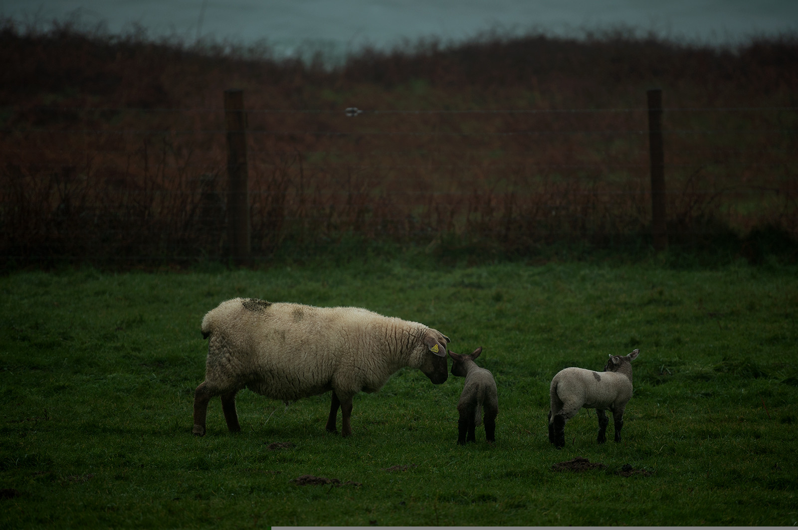 La Presqu'île du Cotentin