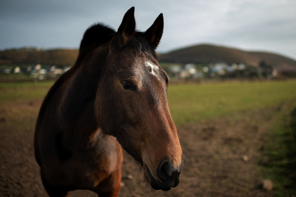 La Presqu'île du Cotentin