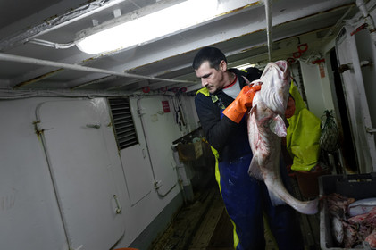 Ce reportage a été réalisé en janvier 2014 à bord du chalutier Marie-Catherine, appartenant à la SARL Armement Cherbourgeois créé en 1999 par Sophie et David LEROY. Cette marée de 7 jours fût assez mouvementée d'une part par la météo très capricieuse, mais également par la difficulté de réaliser les prises de vues. Une sélection de 20 photographies a été présentée lors de la 4ème édition du Festival photo L'Homme et la Mer au Guilvinec (Bretagne) en 2014, ainsi qu'au Musée de Tatihou 'Avis de grand frais (Manche) http:  www.armement-cherbourgeois.fr 