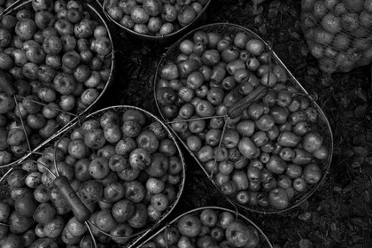 Les vergers du Clos Moulin