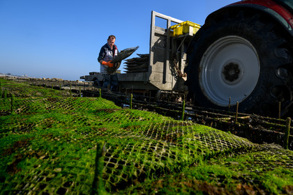Les huîtres de Saint-Vaast-la-Hougue (Cotentin)