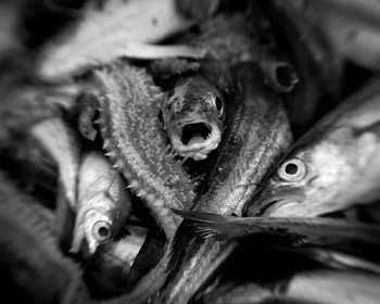 Marin pêcheur.. Deux mots qui suscitent tant de sentiments divers chez les gens de terre... Respect, admiration pour cette liberté, ce courage, mais aussi souvent peur et angoisse. Sont-ils fous ou désepérés pour risquer ainsi leurs vies quotidiennement ? Non, justes passionnés par leur métier, la mer est leur grande histoire d'amour.Le salaire de la peur des forcats de la mer, le journaliste avait raison.Ces photographies réalisées au cours de plusieurs marées à bord du Yannick, chalutier cherbourgeois, vous décrivent l'histoire d'un navire, d'un équipage, d'une famille. Vous embarquez à leurs côtés et découvrez leurs conditions de travail, la tempête, la fatigue, et, au détour d'une image, un sourire.Sophie LeroyDirectice de l'Armement Cherbourgeois