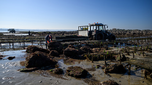 Les huîtres de Saint-Vaast-la-Hougue (Cotentin)