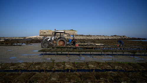 Les huîtres de Saint-Vaast-la-Hougue (Cotentin)