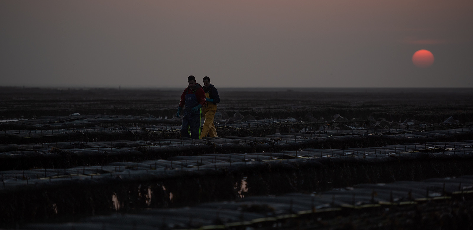 Les parcs à huîtres de Saint-Vaast-la-Hougue (Cotentin)