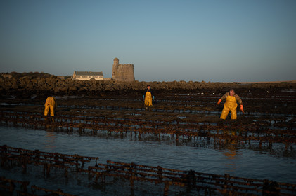 Les parcs à huîtres de Saint-Vaast-la-Hougue (Cotentin)