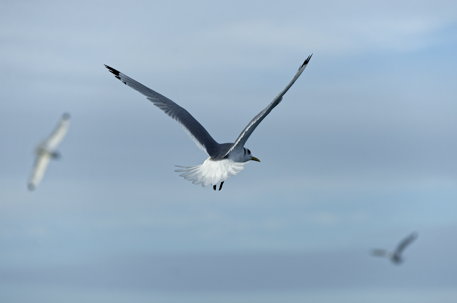 Ce reportage a été réalisé en janvier 2014 à bord du chalutier Marie-Catherine, appartenant à la SARL Armement Cherbourgeois créé en 1999 par Sophie et David LEROY. Cette marée de 7 jours fût assez mouvementée d'une part par la météo très capricieuse, mais également par la difficulté de réaliser les prises de vues. Une sélection de 20 photographies a été présentée lors de la 4ème édition du Festival photo L'Homme et la Mer au Guilvinec (Bretagne) en 2014, ainsi qu'au Musée de Tatihou 'Avis de grand frais (Manche) http:  www.armement-cherbourgeois.fr 
