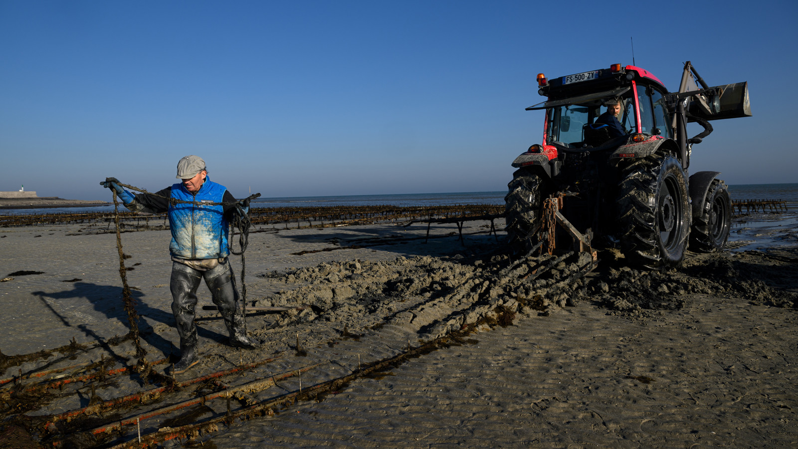 Les huîtres de Saint-Vaast-la-Hougue (Cotentin)